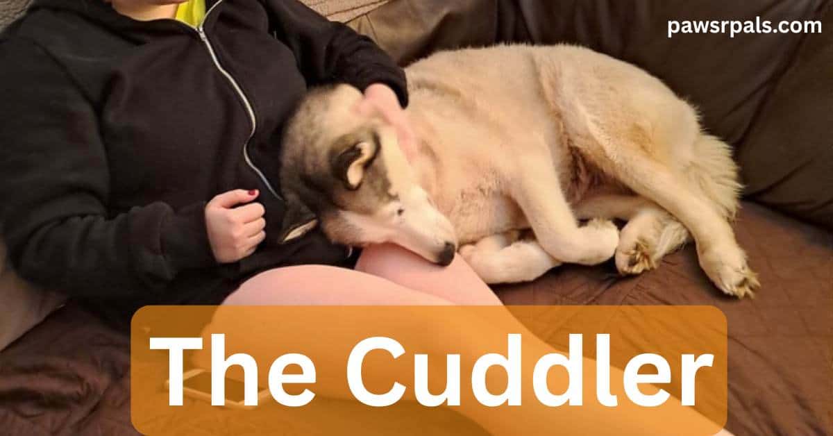 The Cuddler. Luna the grey and white siberian husky lying on her side, head on bare legs and black hoody on a brown sofa