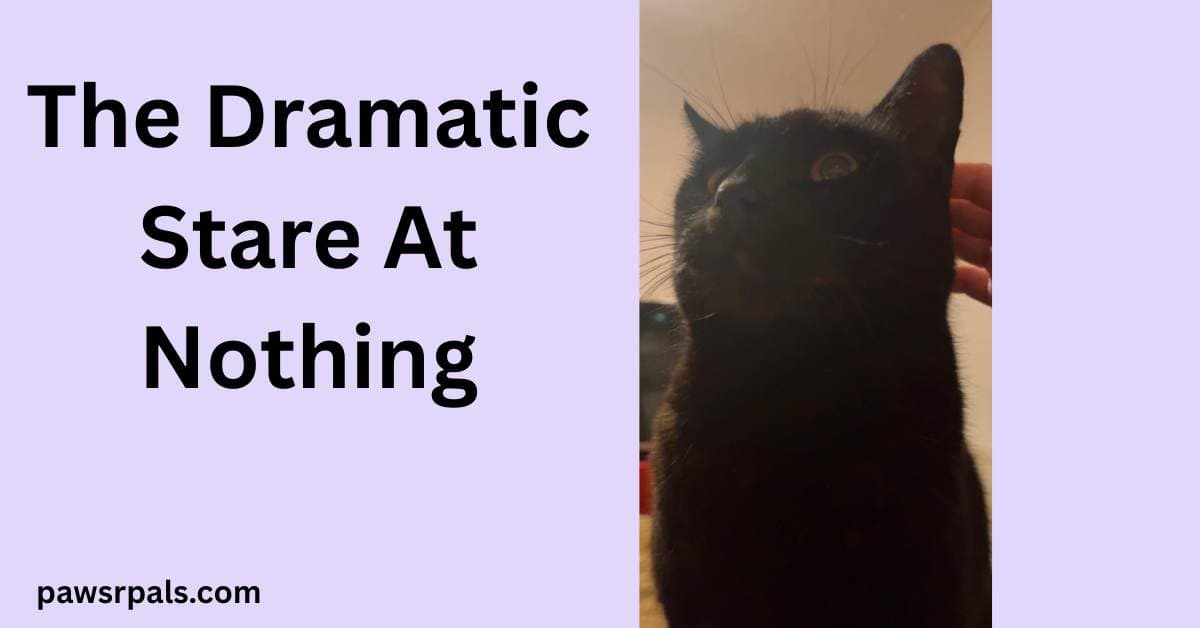 The Dramatic Stare At Nothing. Image on the right, Pickles the black cat, sat upright looking off to the left
