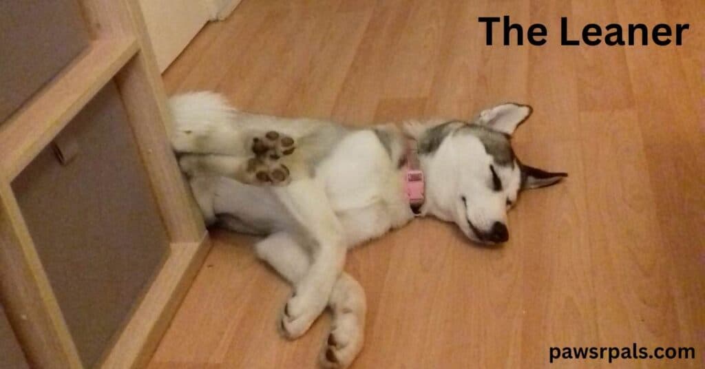 The Leaner. Luna the grey and white siberian husky puppy lying on her side, back legs propped against a wooded shelving unit with grey drawers on a wooden floor
