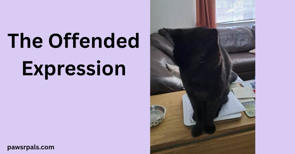 The Offended Expression. Pickles the black cat sat upright on a white envelope on a brown table, head slightly bowed towards the camera