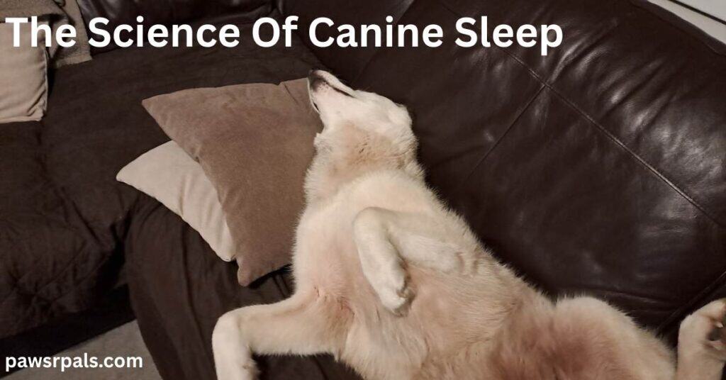 The Science of Canine Sleep. Luna the grey and white siberian husky lying on her back, head resting on a cream and brown pillow, back legs stretched out on a brown sofa and front legs held up bent at the ankles