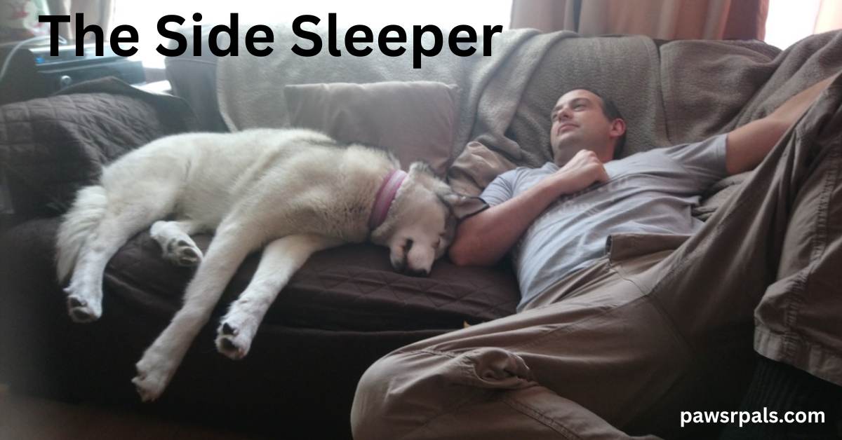 The Side Sleeper. Luna the grey and white siberian husky lying sleeping on her side on a brown sofa, head next to a man lying on the sofa wearing a blue tshirt and brown cargo trousers, legs towards the camera