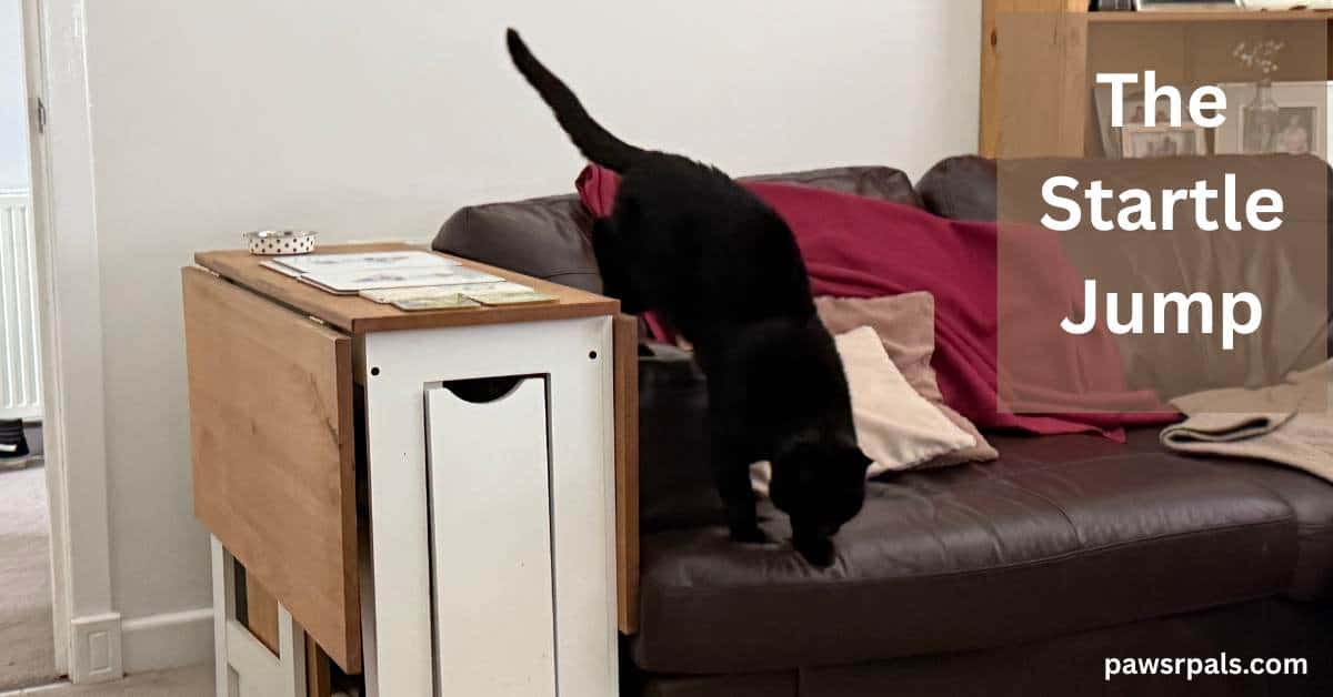 The Startle Jump. Pickles the black cat, mid jump from a folded white and brown table next to a brown leather sofa, Pickles back legs on the arm of the sofa, front legs on the sofa seat. white wall and brown bookcase in the background