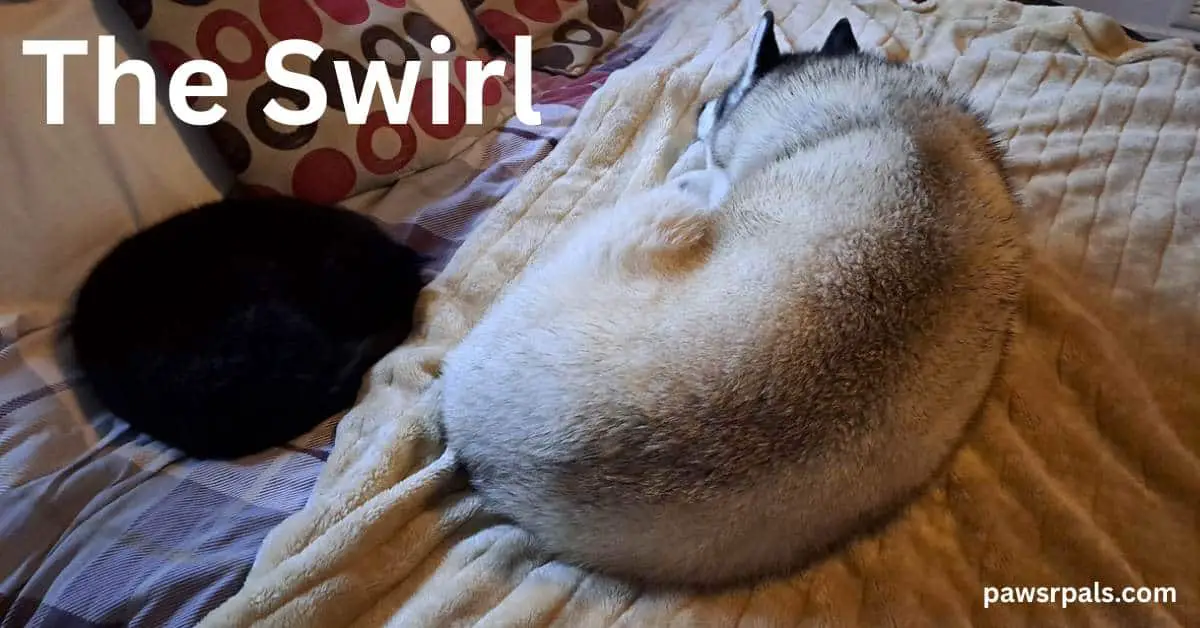 The Swirl. Luna the grey and white siberian husky curled around sleeping on a cream fluffy blanket next to Pickles the black cat swirled sleeping on a red and cream checked bedspread