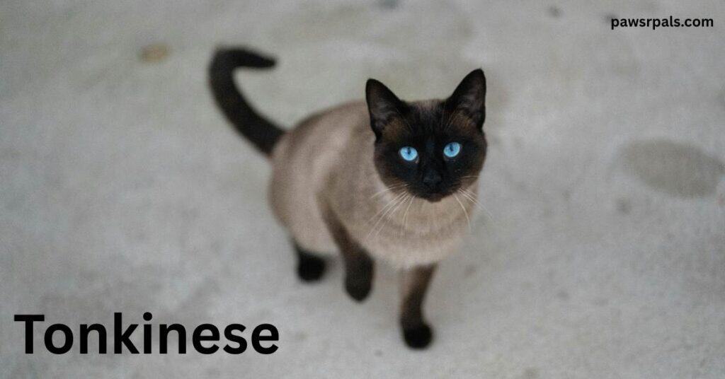 Tonkinese. Light brown Tonkinese with dark legs tail and face, blue eyes, standing looking up at the camera on a light grey surface
