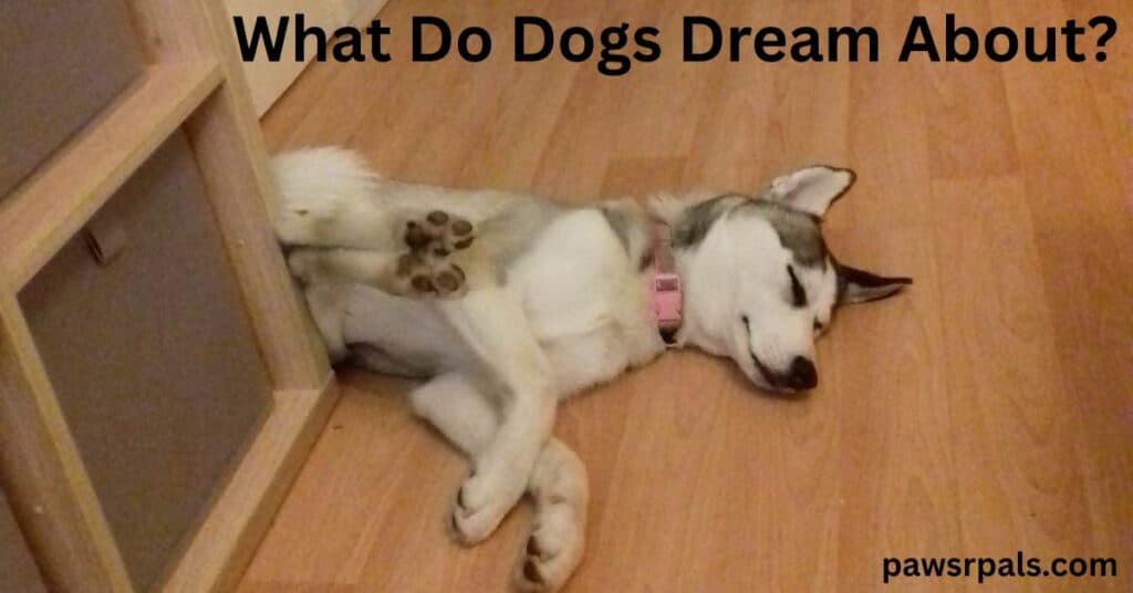 What Do Dogs Dream About? Luna the grey and white siberian husky puppy, wearing a pink collar, lying on her side with back legs raised on the side of a wooden box unit with grey drawers on a wooden floor