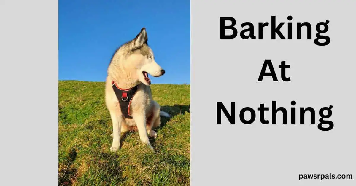 Barking AT Nothing. Image of Luna the grey and white siberian husky wearing a black and red harness, sitting body towards the camera head with open mouth turned to the right on grass with blue sky
