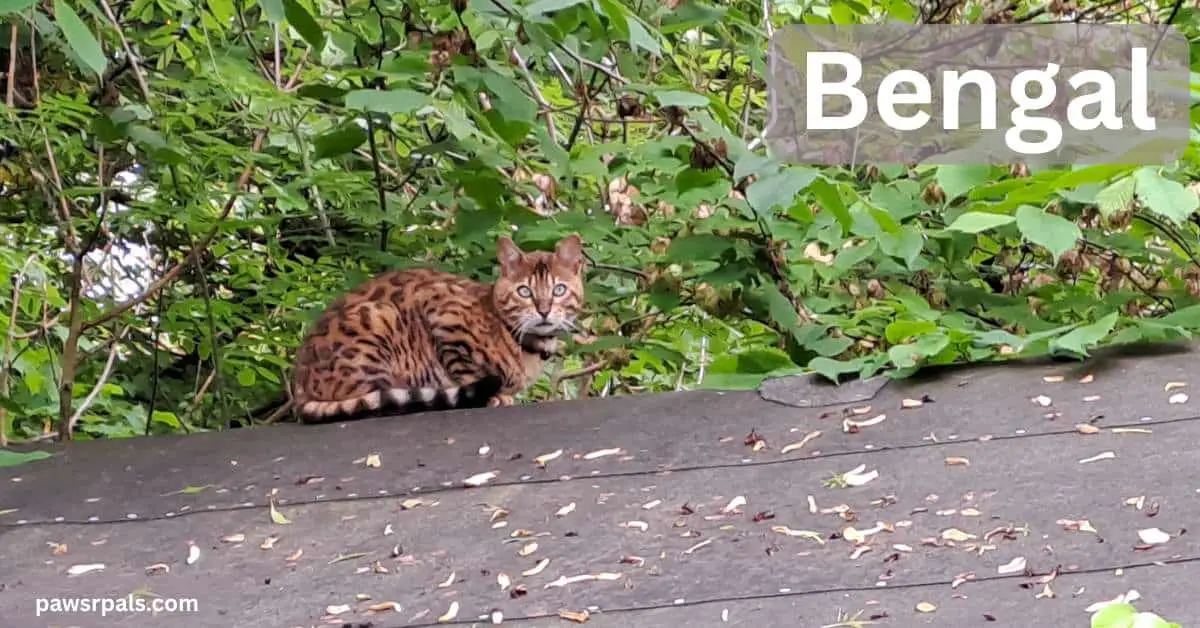 Bengal. Brown and black spotted Bengal cat loafing body side on to the camera and head turned towards the camera, on a dark felt lined roof with trees in the background