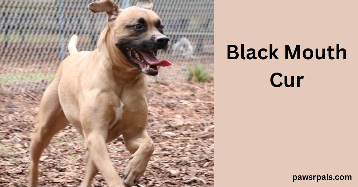 Black Mouth Cur