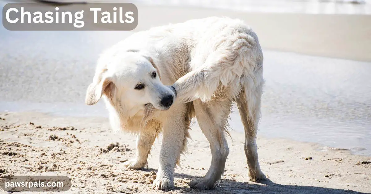 Chasing Tails. Image of a white golden retreiver standing on a beach body curled round to have tail in mouth