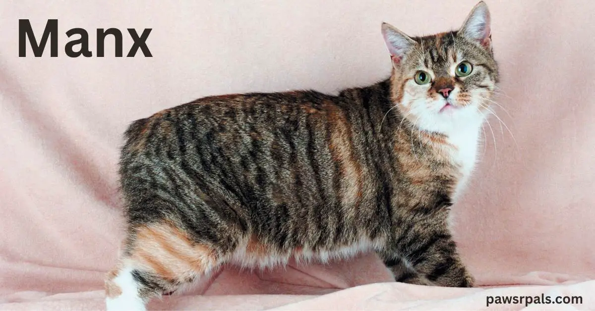 Manx. Brown and black stripped with white chest Manx Cat standing side on body facing right head turned towards the camera on a pink background