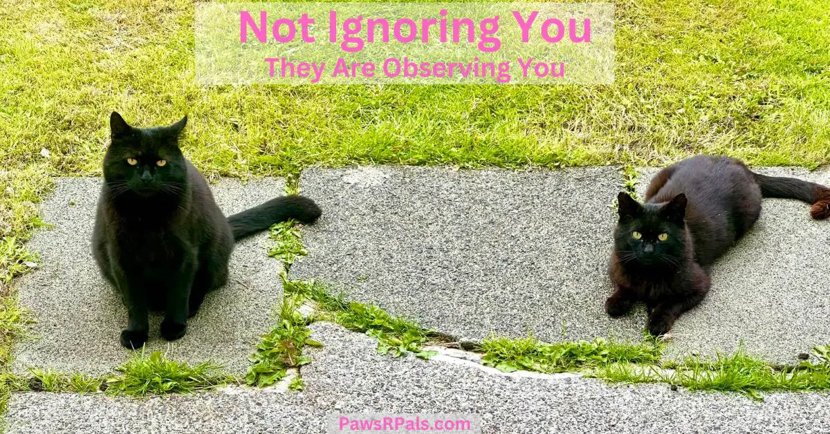 Not Ignoring You. They are observing you. Two black cats sat on concrete paving with grass behind and in between slabs. One sat upright facing the camera, the other on the right in a loaf position facing the camera
