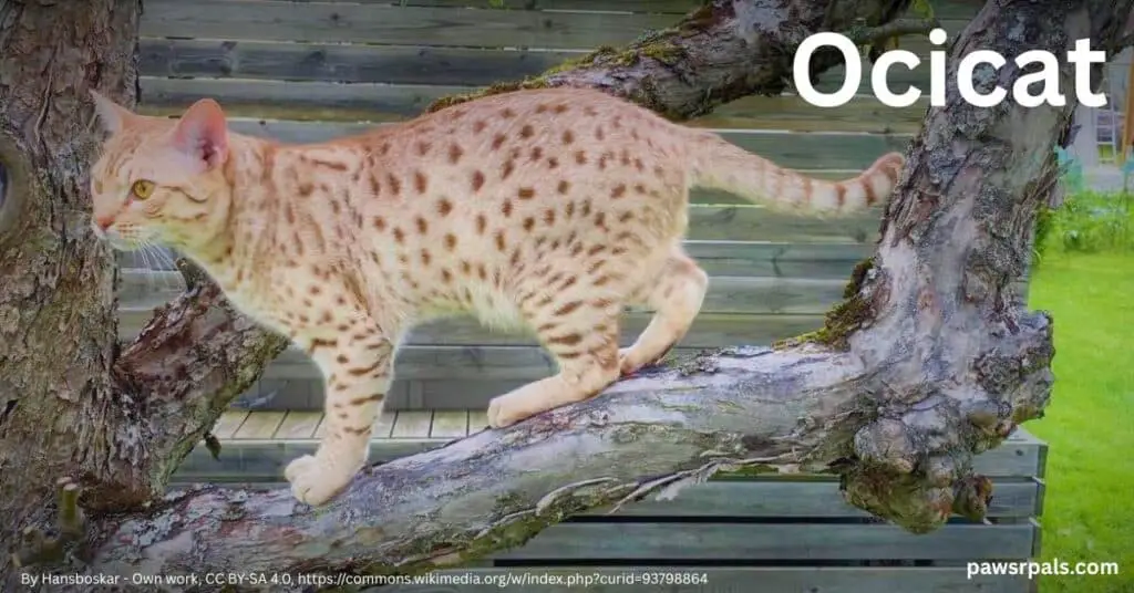 Ocicat. Cinnamin silver spotted Ocicat standing on a tree branch, side on facing left