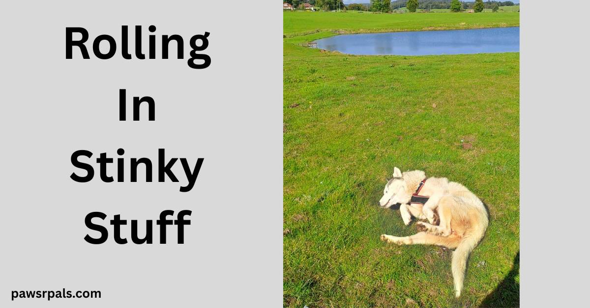 Rolling In Stinky Stuff. Image of Luna the grey and white siberian husky wearing a black and red harness, lying on her side legs pulled up on grass with a blue body of water in the background