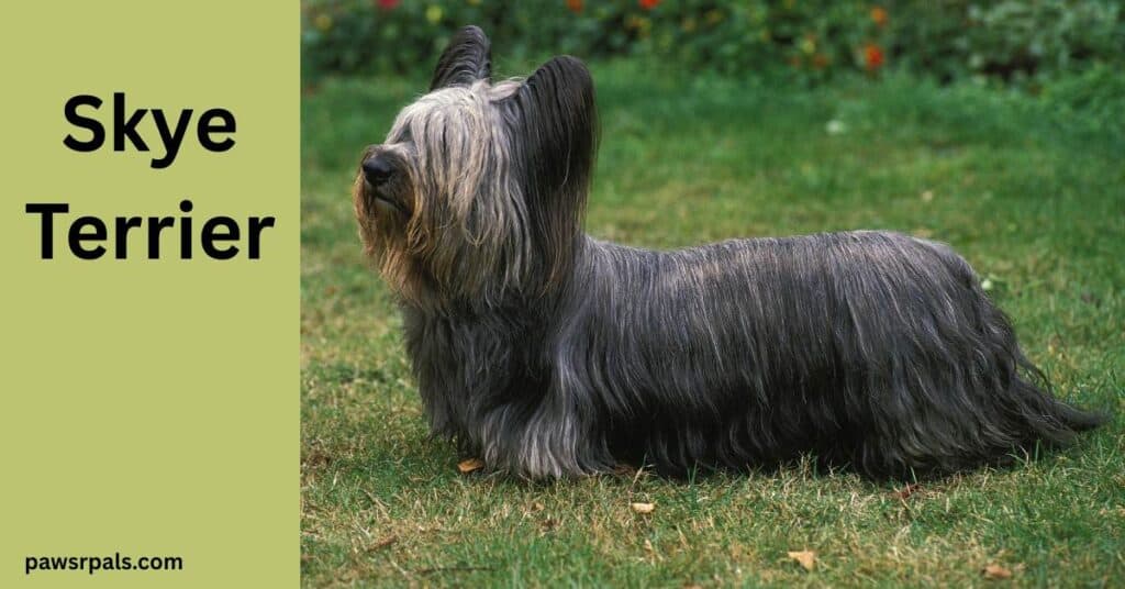 Skye Terrier