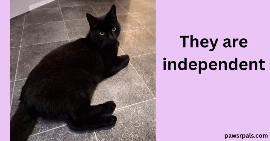 They are independent. Pickles the black cat lying on grey tile floor, on his side, body away from the camera, head raised looking at the camera