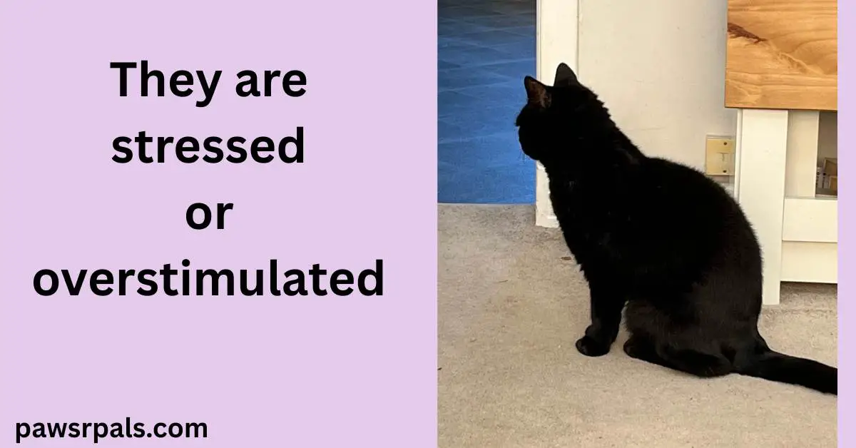 They are stressed or overstimulated. Pickles the black cat sat upright body and head turned away from the camera, looking through a doorway