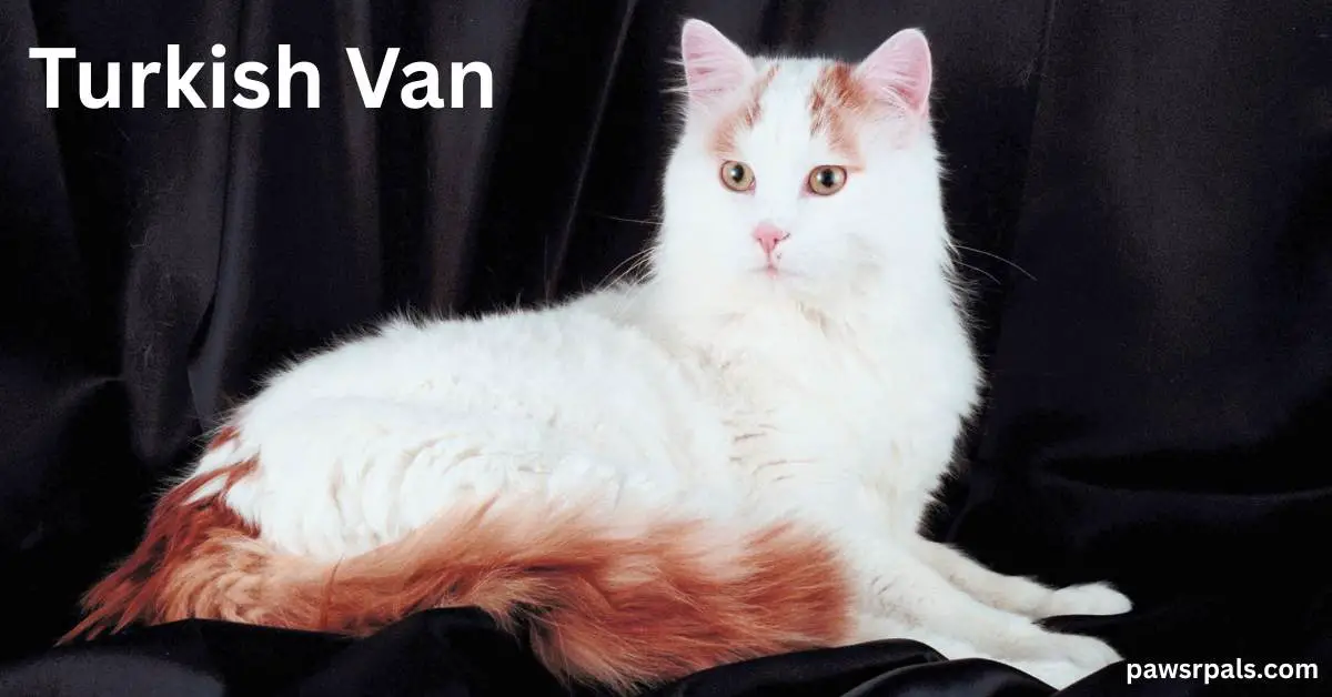 Turkish Van. White cat with orange tail lying side on with the tail curled around the side of the body, head raised looking at the camera on a black background