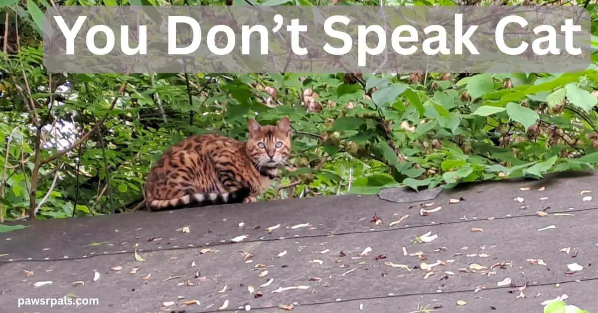 You Don't Speak Cat. Brown and black spotted Bengal cat loafing on a felt roof, body side on facing right head turned towards the camera, green leaves in the background