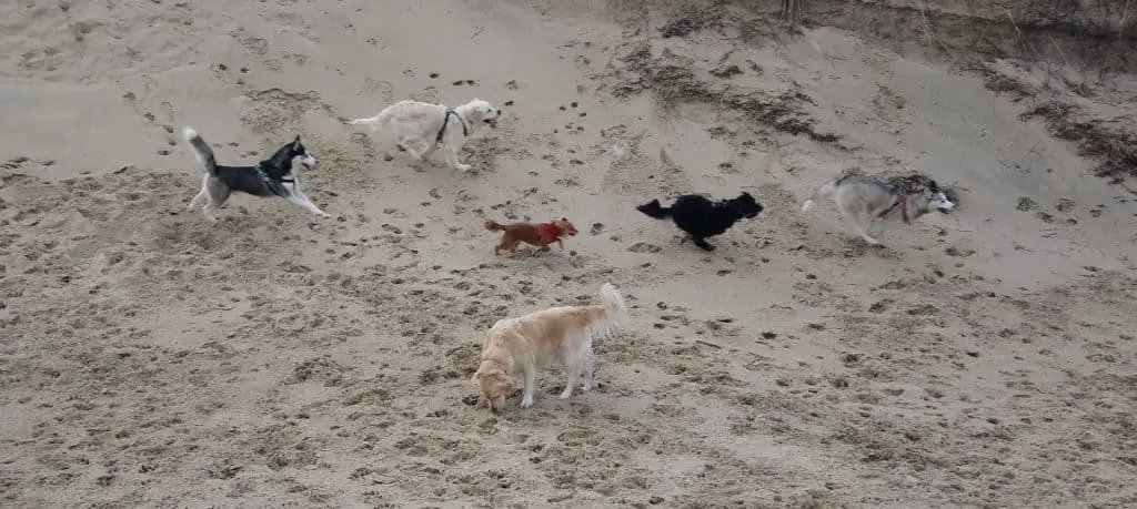 Do Huskies Play Rough. Luna, the grey and white Siberian Husky, running in a sand dune, being chased by Buddy, the black Tibetian Terrier, Meg the small Spitz-type red dog; Max, the white Golden Retriever and Ralf, the black and white Siberian Husky, with Rosie the yellow Golden Retriever standing sniffing the sand.