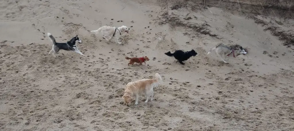 Are Siberian Huskies Aggressive? Luna, the grey and white Siberian Husky, running in a sand dune, being chased by Buddy, the black Tibetian Terrier, Meg the small Spitz-type red dog; Max, the white Golden Retriever and Ralf, the black and white Siberian Husky, with Rosie the yellow Golden Retriever standing sniffing the sand.