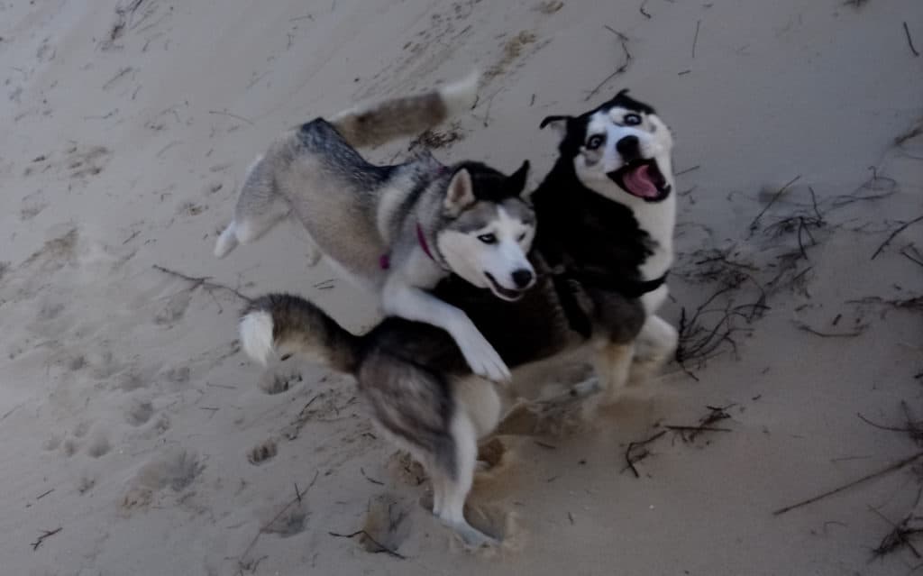Do Huskies Play Rough. Luna, the grey and white Siberian Husky, jumps into Ralf, the black and white Siberian Husky, while running in a sand dune.
