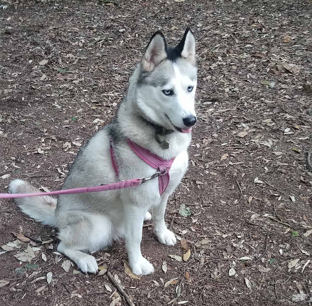 Are Siberian Huskies Aggressive? (with pictures)