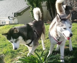 Which Dogs Smell The Least. Ralf, the black and white Siberian Husky, standing next to Luna, the grey and white Siberian Husky on the grass with a roof and trees in the background.