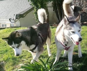 10  Dogs Without Health Issues. Ralf, a Black and white Siberian Husky next to Luna, a Grey and white Siberian Husky, in a garden with a roof and trees in the background.