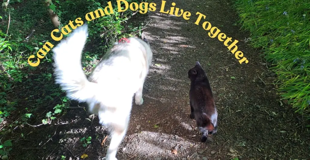 Can Cats and Dogs live together. Luna the grey and white siberian husky wearing a red harness on the left, with Pickles the black cat on the right, walking along a wooded path together, away from the camera, with greenery on each side