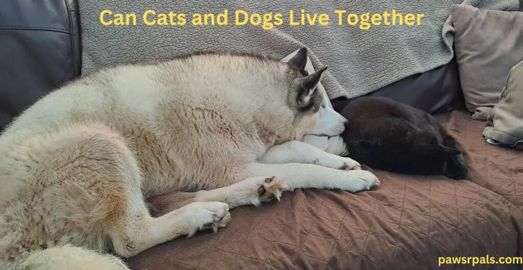 Can cats and dogs get along. Luna the grey and white siberian husky lying on the brown sofa facing, Pickles the black cat, curled on the brown sofa beside Luna's face, with a brown blanket behind them.