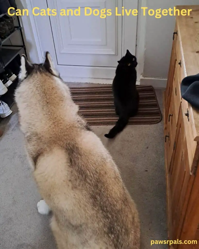 Can cats and dogs live together. Pickles the black cat sat at the white door, on the brown striped door mat, looking behind him over his shoulder, with Luna the grey and white siberian husky sat behind him, facing the door, on a cream carpet with a shoerack on the left and wooden dresser on the right.