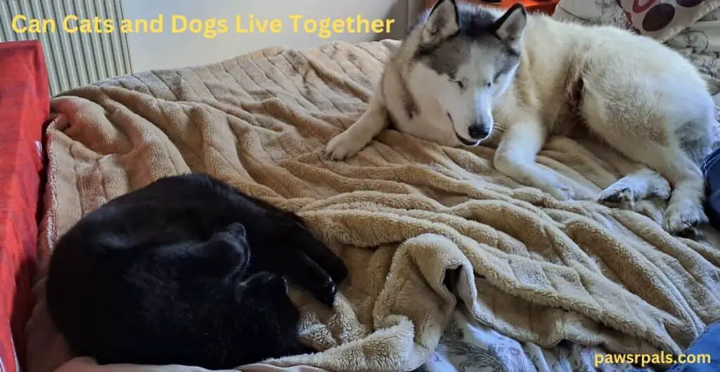 can cats and dogs live together. Luna the grey and white blind husky, lying on a cream/tan fluffy blanket, facing Pickles the black cat, curled on his back on the fluffy blanket sleeping