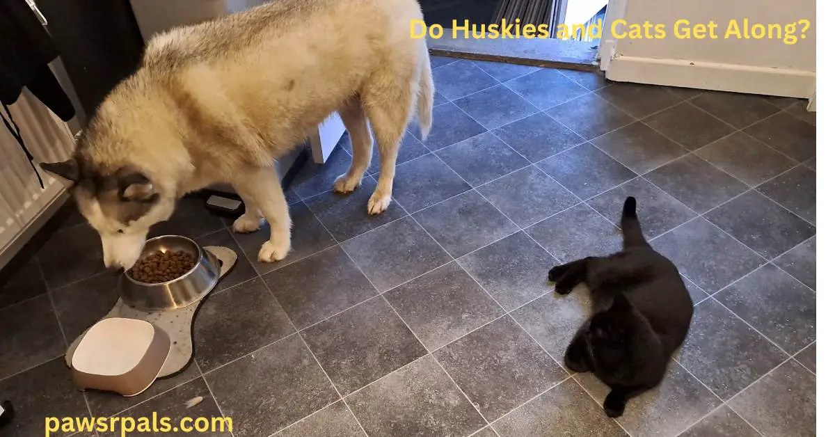 Do Huskies and Cats get Along?