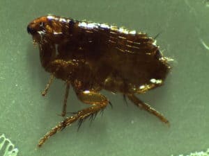 How Long Do Dog Fleas Live On Humans. Close-up picture of a flea on a green background.