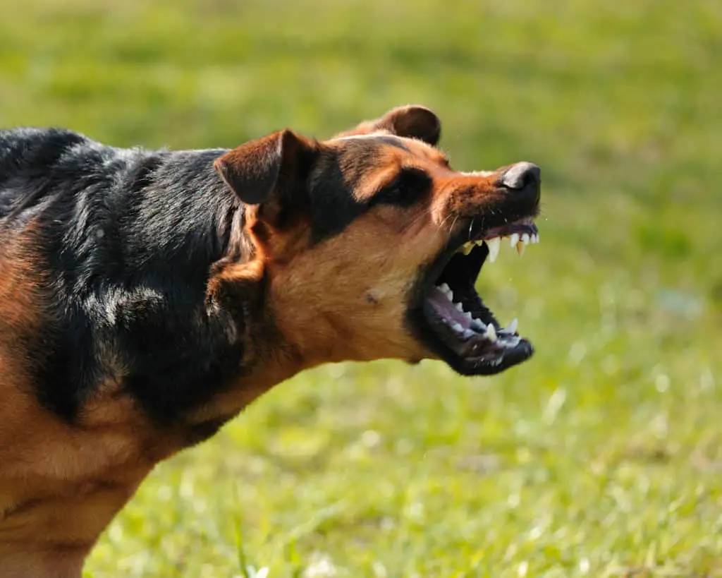 How To Prevent Dog Bites. Standing on the grass, a black and brown dog bearing its teeth barking.