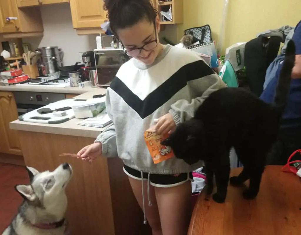 Can Cats and Dogs Live Together. Luna, the grey and white Siberian Husky with one eye receiving a duck strip from Annie (13 year old daughter) holding an orange packet of Dreamies cat treats for Pickles the black cat standing on the wooden kitchen table, beside the kitchen counter, with a kitchen mess behind her!