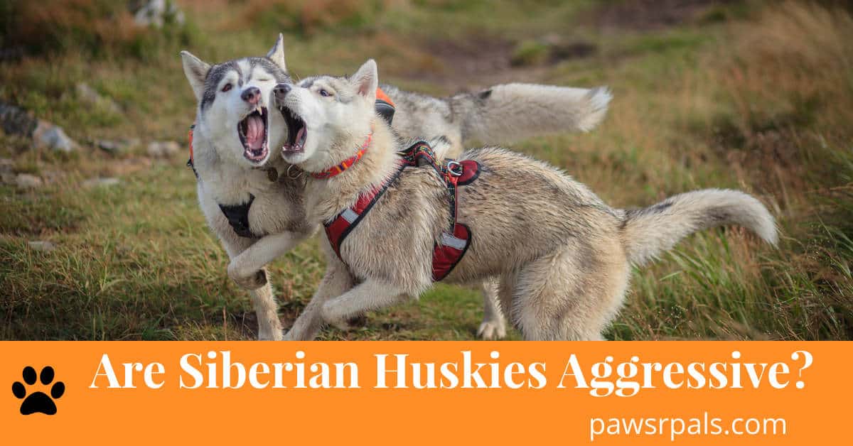 Are Siberian Huskies Aggressive? (with pictures)