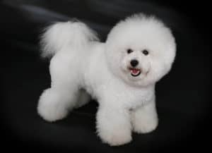 Which Dogs Smell The Least. White Bichon Frise standing on a dark background.
