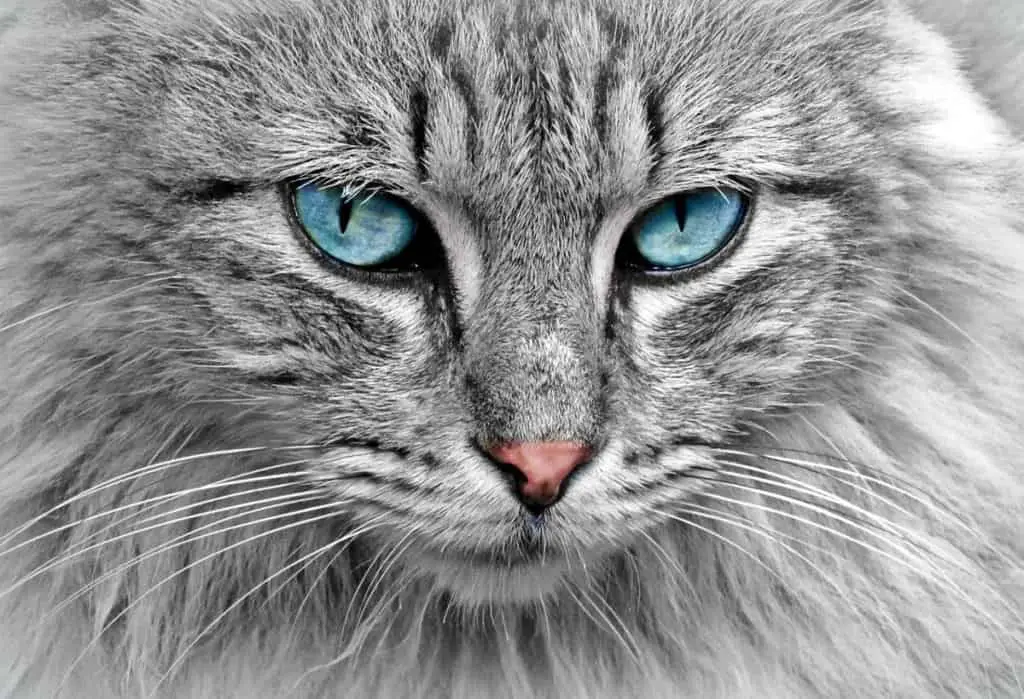 Blue Cats Eyes