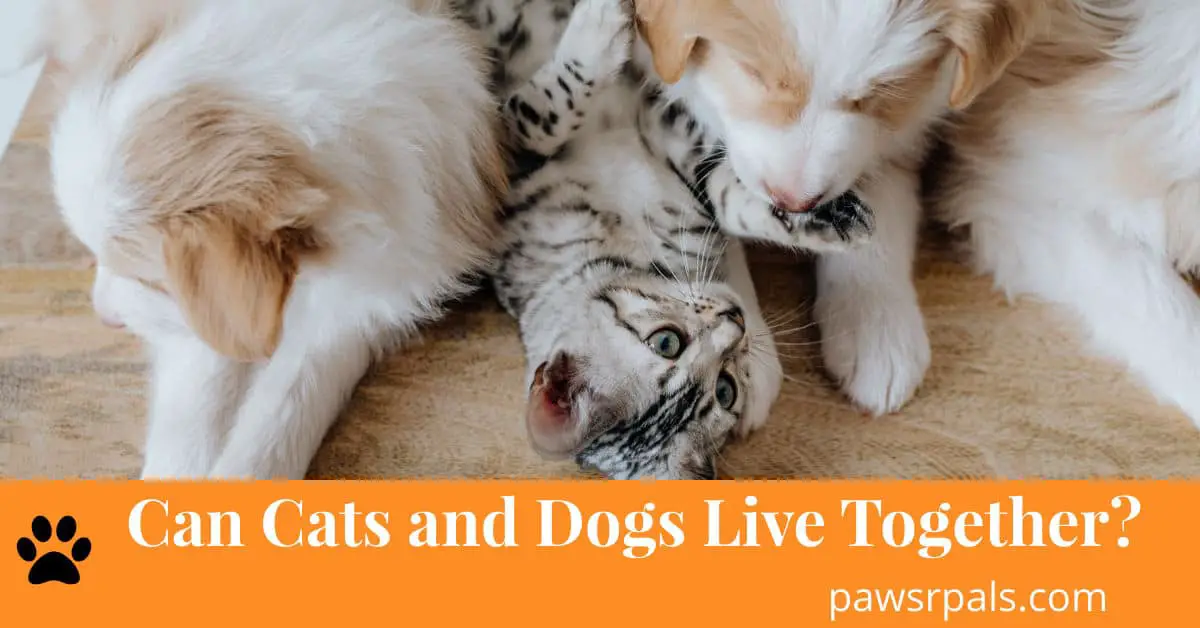 Can Cats and Dogs Live Together? - Paws R Pals