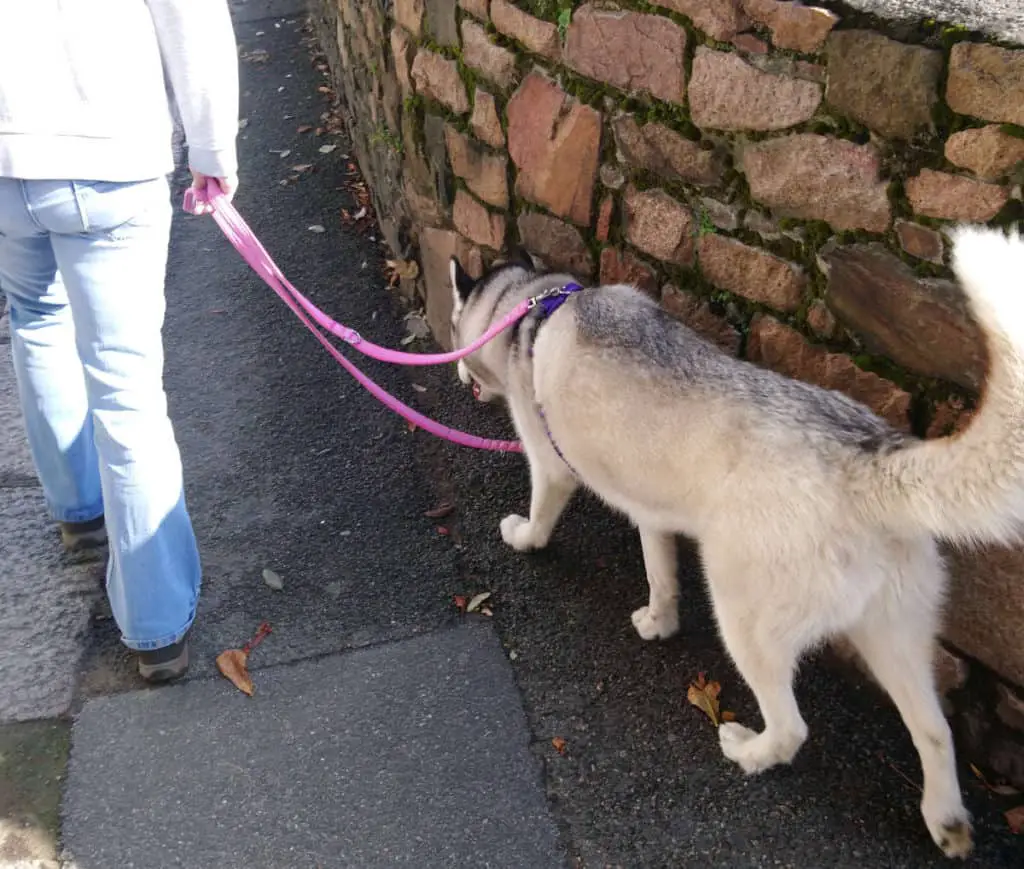 Can You Teach a Husky Not To Pull On Lead. Luna, the grey and white Siberian Husky, wearing a purple harness and pink lead walking on a path next to a wall with Daniella.