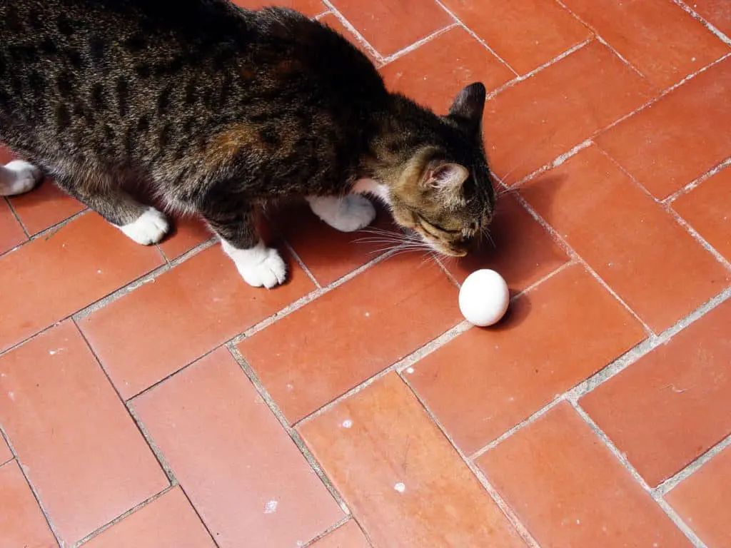 Can I Give My Cat Scrambled Eggs. Brown and black tabby cat with white paws sniffing a white egg on the red tile floor.