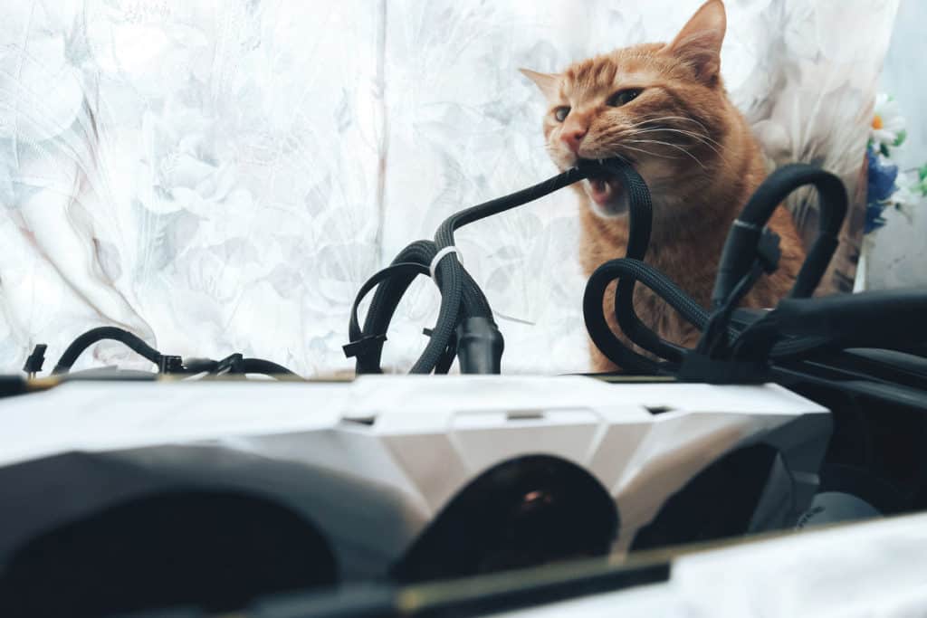 What Is Abnormal Behaviour in Cats. An orange tabby cat chewing a black cable, with a white curtain and flowers in the background.