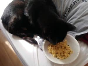 Can I Give My Cat Scrambled Eggs. A black cat eating scrambled eggs from a round white bowl on a white floor with a grey towel beside it.