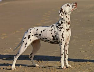 Which Dogs Smell the Least. Dalmatian standing on the sand with its head high.