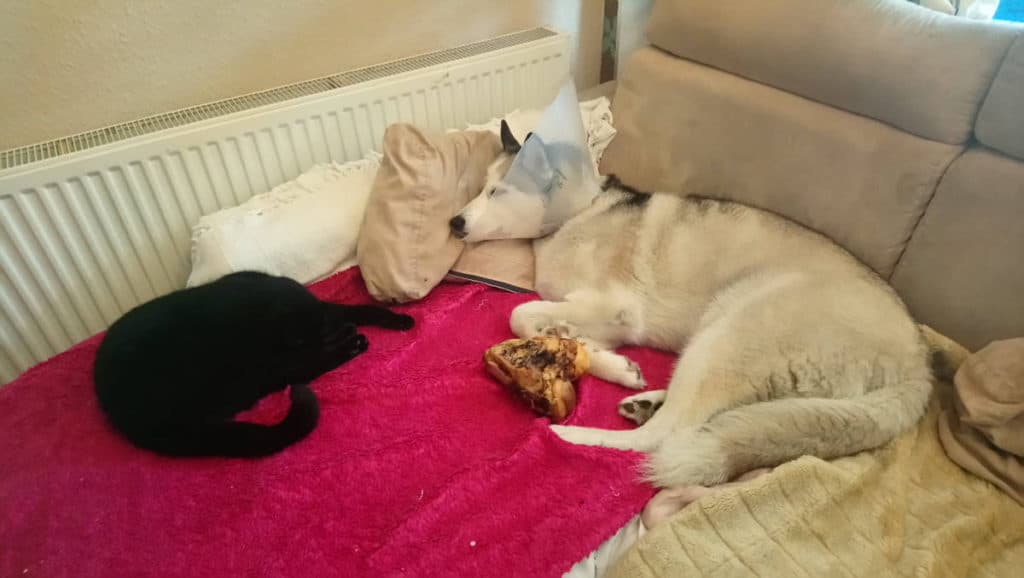 Do Huskies and Cats get Along. Pickles, the black cat lying on the pink fluffy blanket on the corner sofa next to Luna, the grey and white Siberian Husky wearing a surgery cone around her head, resting on a  cream cushion, with her dog bone next to her.