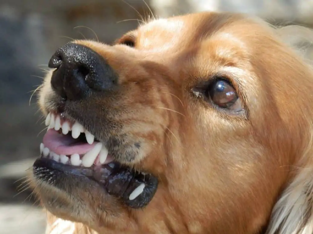 Which Dogs Bite The Most. Brown Labrador-type dog with brown eyes, baring teeth snarling.