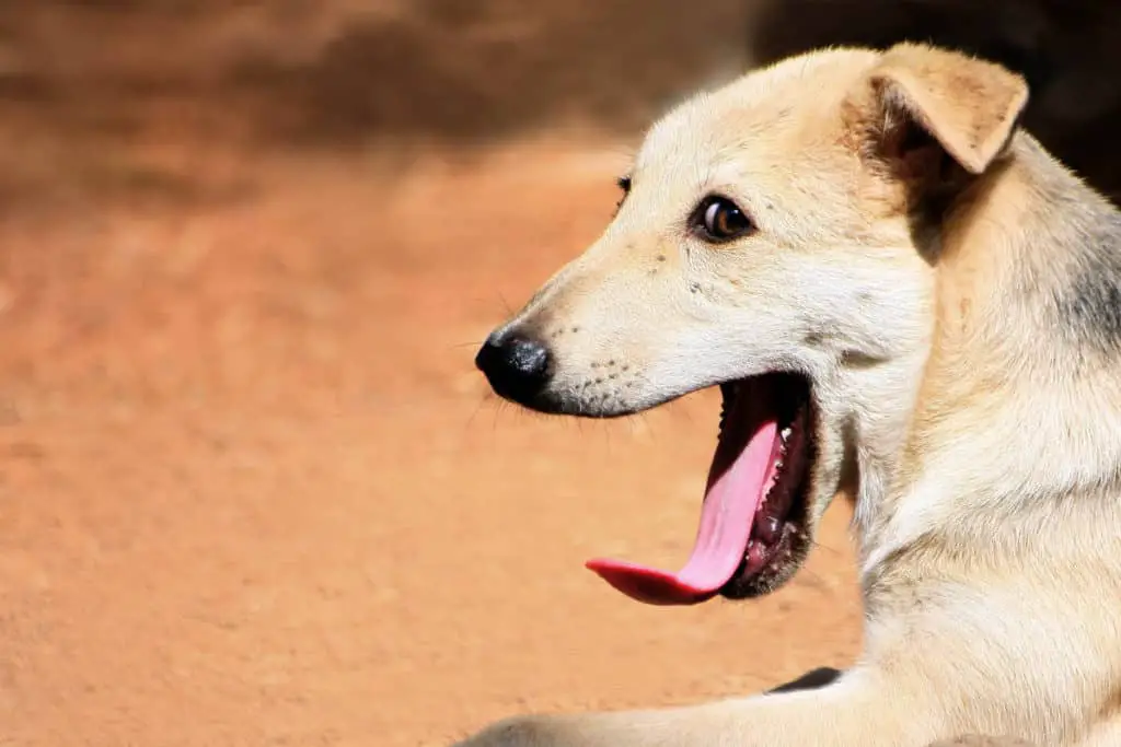 How To Prevent Dog Bites. A brown and black dog with brown eyes turns its head around and yawns with a red sand background.