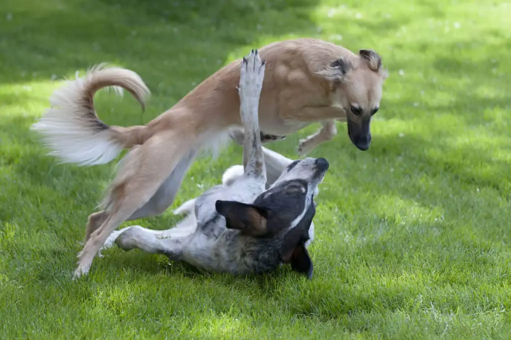 Which Dogs Bite The Most. A white and black Pointer-type dog lying on its back on the grass with a tan-colored Saluki jumping over the lying dog.